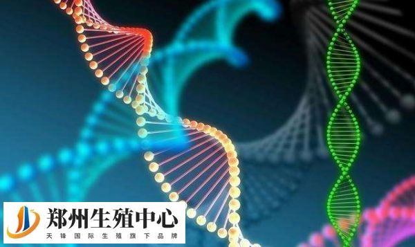 胚胎筛选和性别筛选是否一样