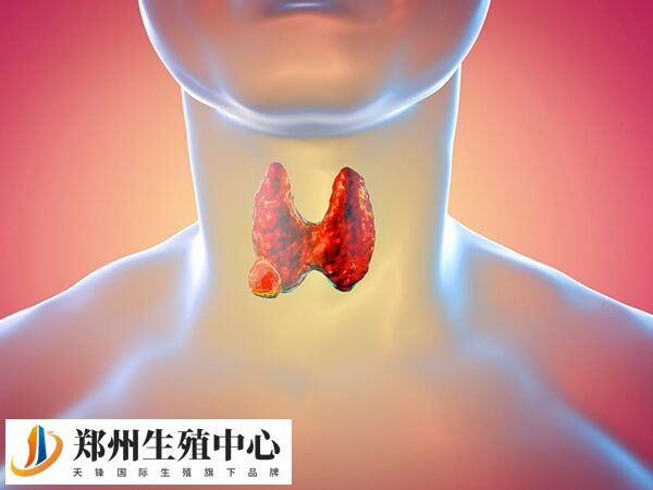 甲状腺是人体内的一个内分泌器官