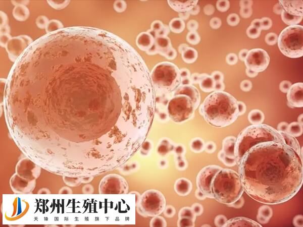 取卵属于有创性操作