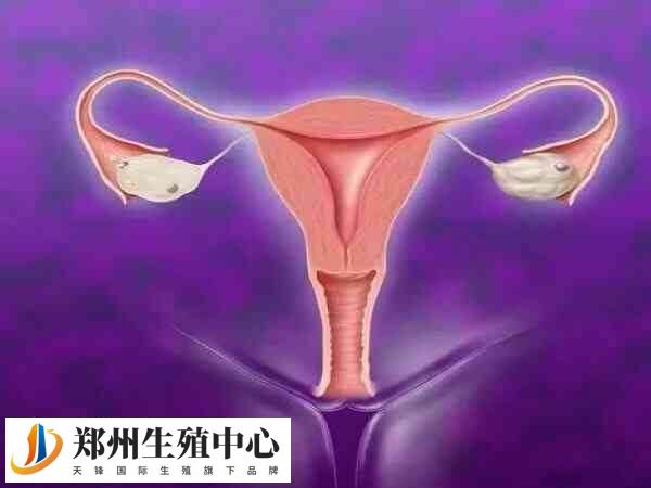 适合胚胎移植的子宫内膜形态为A型或B型
