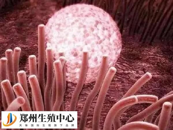 C型内膜表现为均质高回声